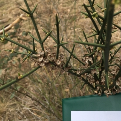 Discaria pubescens (Australian Anchor Plant) at Uriarra Village, ACT - 25 Sep 2018 by JimL