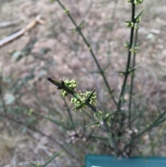 Discaria pubescens at Uriarra Village, ACT - 26 Sep 2018 08:31 AM