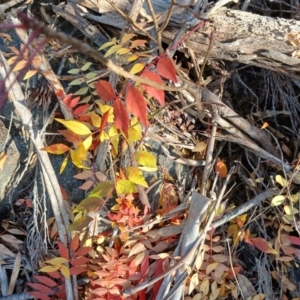 Pistacia chinensis at Cooma North Ridge Reserve - 25 May 2024