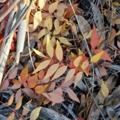 Pistacia chinensis at Cooma North Ridge Reserve - 25 May 2024