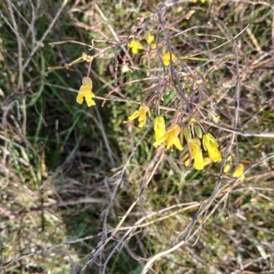 Sisymbrium officinale (Common Hedge Mustard) at Cooma North Ridge Reserve - 25 May 2024 by mahargiani