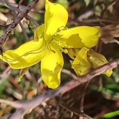 Sisymbrium officinale at Cooma North Ridge Reserve - 25 May 2024