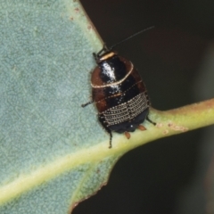 Ellipsidion australe (Austral Ellipsidion cockroach) at Yerrabi Pond - 24 May 2024 by AlisonMilton