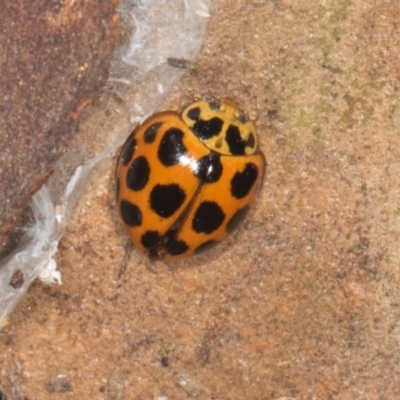 Harmonia conformis (Common Spotted Ladybird) at Gungahlin, ACT - 24 May 2024 by AlisonMilton