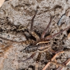 Dolomedes (genus) (Fishing spider) at QPRC LGA - 25 May 2024 by clarehoneydove