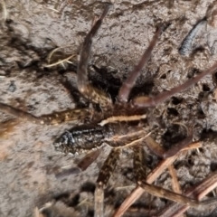 Dolomedes sp. (genus) at QPRC LGA - suppressed