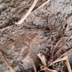 Dolomedes sp. (genus) at QPRC LGA - suppressed