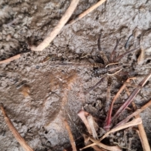 Dolomedes sp. (genus) at QPRC LGA - suppressed