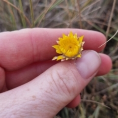 Leucochrysum albicans at QPRC LGA - suppressed