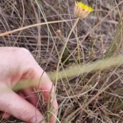 Leucochrysum albicans at QPRC LGA - 25 May 2024