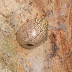 Paropsis atomaria at Yerrabi Pond - 24 May 2024 02:07 PM