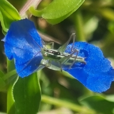 Conocephalus semivittatus (Meadow katydid) at Burnside, QLD - 20 May 2024 by clarehoneydove