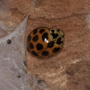 Harmonia conformis at Yerrabi Pond - 24 May 2024 02:04 PM