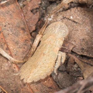 Ledromorpha planirostris at Yerrabi Pond - 24 May 2024 02:08 PM