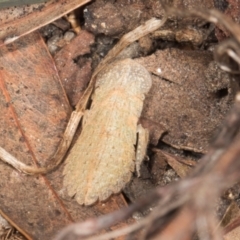 Ledromorpha planirostris at Yerrabi Pond - 24 May 2024 02:08 PM