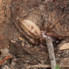 Clubionidae (family) (Sac Spider) at Yerrabi Pond - 24 May 2024 by AlisonMilton