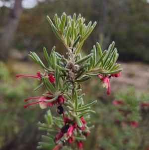 Grevillea lanigera at Peak View, NSW - 25 May 2024 01:27 PM