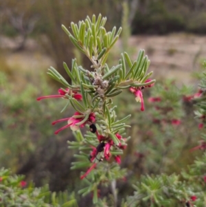 Grevillea lanigera at Peak View, NSW - 25 May 2024 01:27 PM