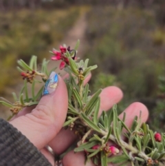 Grevillea lanigera at Peak View, NSW - 25 May 2024 01:27 PM