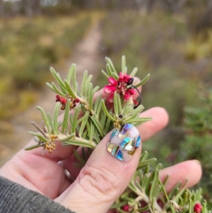 Grevillea lanigera at Peak View, NSW - 25 May 2024 01:27 PM