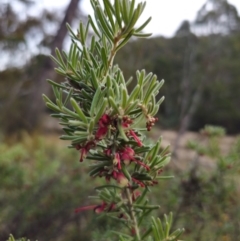 Grevillea lanigera at Peak View, NSW - 25 May 2024 01:27 PM