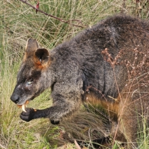 Wallabia bicolor at Anembo, NSW - 25 May 2024