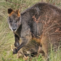 Wallabia bicolor at Anembo, NSW - 25 May 2024