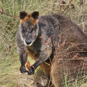 Wallabia bicolor at Anembo, NSW - 25 May 2024