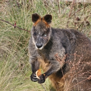 Wallabia bicolor at Anembo, NSW - 25 May 2024