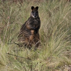 Wallabia bicolor at Anembo, NSW - 25 May 2024