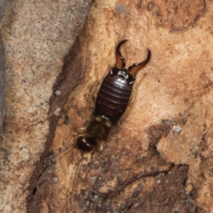 Forficula auricularia at Yerrabi Pond - 24 May 2024 01:14 PM