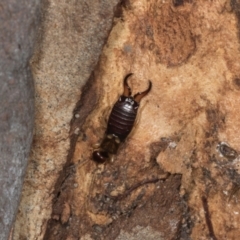 Forficula auricularia at Yerrabi Pond - 24 May 2024 01:14 PM