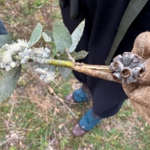 Eucalyptus crenulata at Greenway, ACT - 25 May 2024 11:21 AM