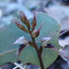 Acianthus collinus (Inland Mosquito Orchid) at Aranda Bushland - 14 May 2024 by CathB