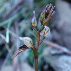 Acianthus collinus at Aranda Bushland - suppressed