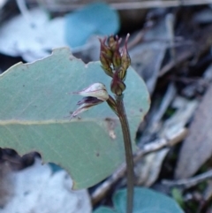 Acianthus collinus at Aranda Bushland - suppressed