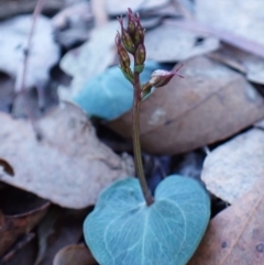 Acianthus collinus at Aranda Bushland - suppressed