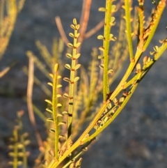 Indigofera adesmiifolia (Tick Indigo) at QPRC LGA - 25 May 2024 by SteveBorkowskis