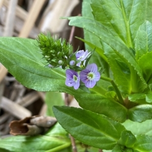 Veronica anagallis-aquatica at QPRC LGA - 25 May 2024