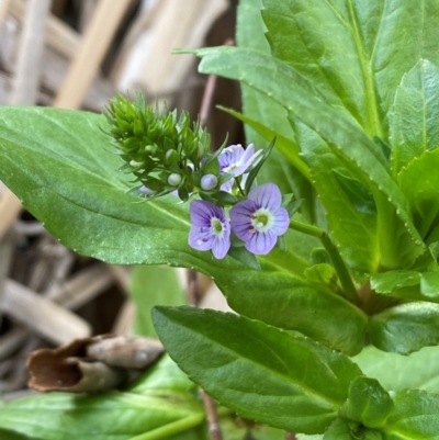 Veronica anagallis-aquatica (Blue Water Speedwell) at QPRC LGA - 25 May 2024 by SteveBorkowskis