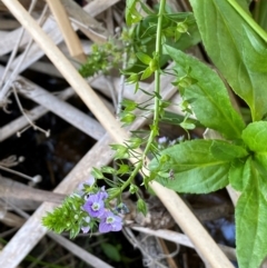 Veronica anagallis-aquatica at QPRC LGA - 25 May 2024