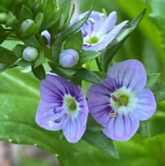 Veronica anagallis-aquatica at QPRC LGA - 25 May 2024