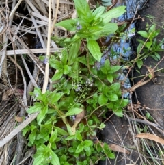 Veronica anagallis-aquatica at QPRC LGA - 25 May 2024