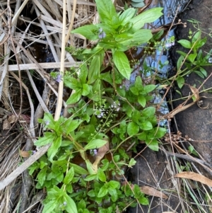 Veronica anagallis-aquatica at QPRC LGA - 25 May 2024