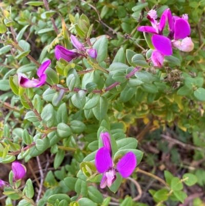 Polygala myrtifolia (Myrtle-leaf Milkwort) at QPRC LGA - 25 May 2024 by SteveBorkowskis