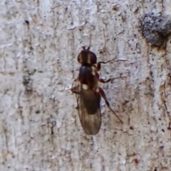 Chloropidae (family) at Aranda, ACT - 23 May 2024 by CathB