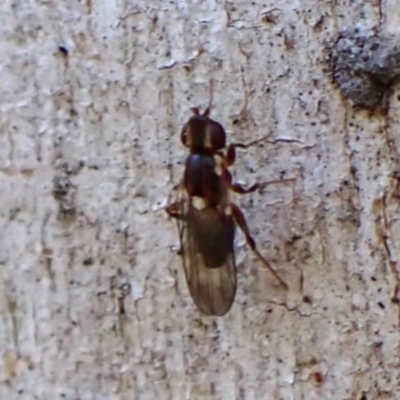 Chloropidae (family) at Aranda, ACT - 23 May 2024 by CathB