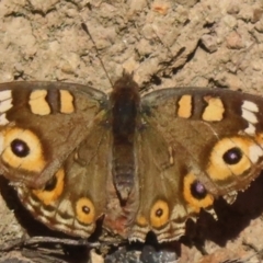 Junonia villida (Meadow Argus) at Callum Brae - 24 May 2024 by RobParnell