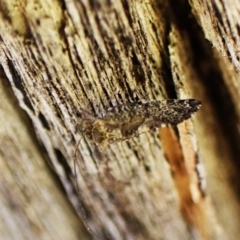 Nimbopsocus sp. (genus) at Aranda Bushland - 22 May 2024 03:58 PM