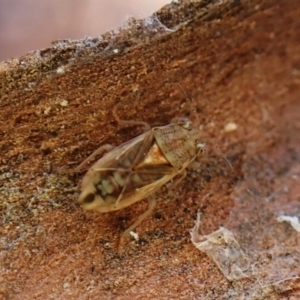 Germalus victoriae at Aranda Bushland - 22 May 2024